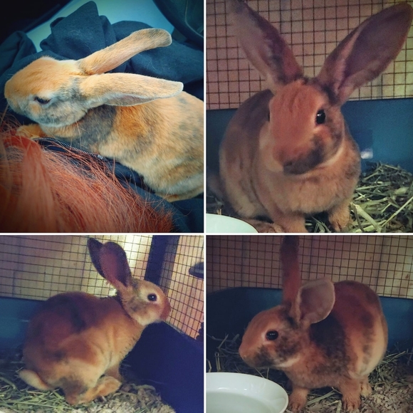 Meet your Posher, Adrienne (Ilene) Ambassador - Picture 9 of 9